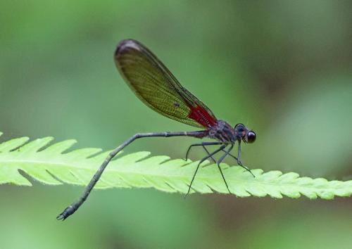 Hetaerina sp.